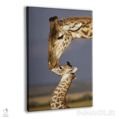 تابلو دکوراتیو Africa, Kenya, Masai Mara.,زرافه، آفریقا، کنیا، ماسایی مار… اثر مریلین پارور - نمای پرسپکتیو محصول