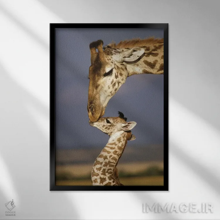 تابلو دکوراتیو Africa, Kenya, Masai Mara.,زرافه، آفریقا، کنیا، ماسایی مار… اثر مریلین پارور - نمای قابدار مشکی