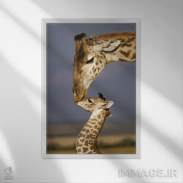 تابلو دکوراتیو Africa, Kenya, Masai Mara.,زرافه، آفریقا، کنیا، ماسایی مار… اثر مریلین پارور - نمای قابدار سفید