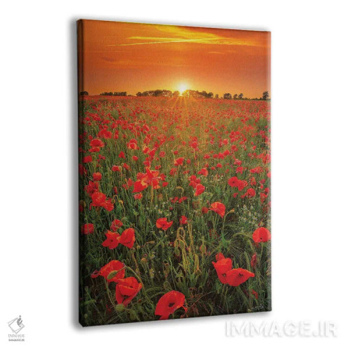 تابلو دکوراتیو گل های خشخاش در غروب اثر مارتین پودت - نمای پرسپکتیو محصول