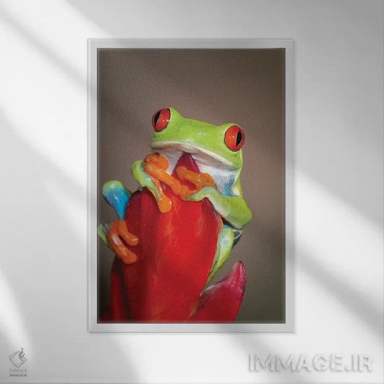 تابلو دکوراتیو قورباغه درختی چشم قرمز - ۱ اثر مارسا پرایور - نمای قابدار سفید