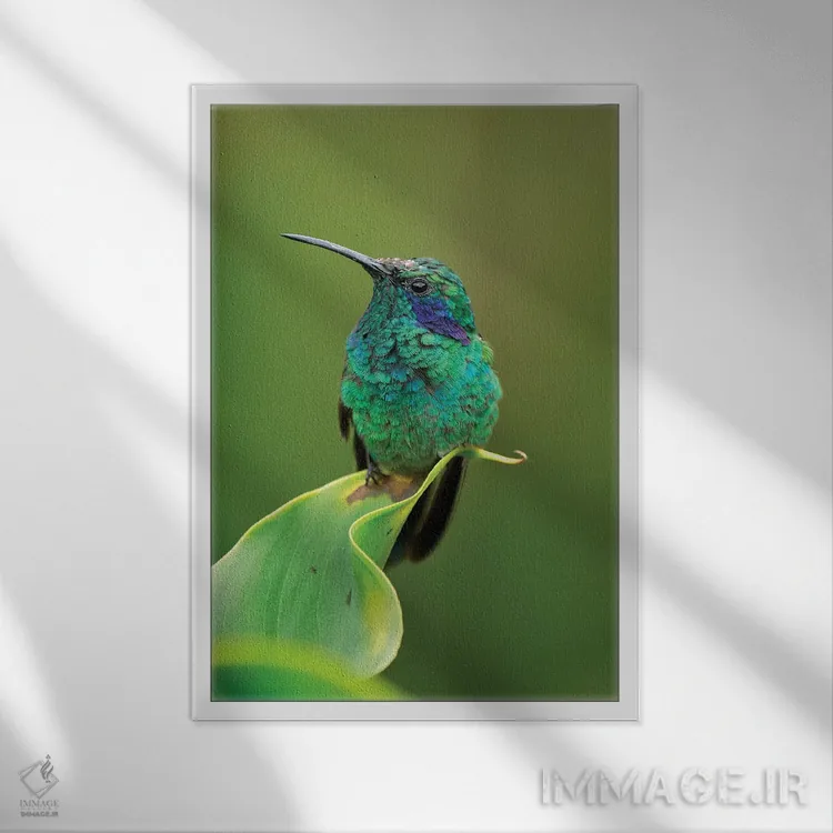 تابلو دکوراتیو مرغ مگس خوار گوش بنفش سبز نشسته بر برگ، کاستاریکا اثر توماس مارنت - نمای قابدار سفید