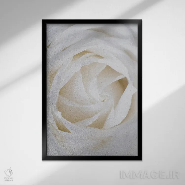 تابلو دکوراتیو رزهای سفید اثر مامبو آرت استودیو - نمای قابدار مشکی