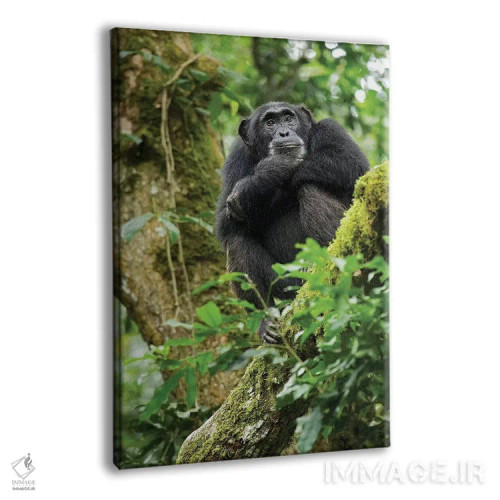 تابلو دکوراتیو Uganda, Kibale National Park. A relaxed female chimpanzee… اثر کریستین موشر - نمای پرسپکتیو محصول