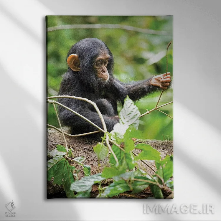 تابلو دکوراتیو Uganda, Kibale National Park. An infant chimpanzee plays w… اثر کریستین موشر - نمای روبهرو روی دیوار