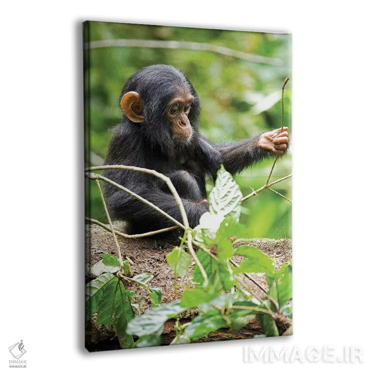 تابلو دکوراتیو Uganda, Kibale National Park. An infant chimpanzee plays w… اثر کریستین موشر - نمای پرسپکتیو محصول
