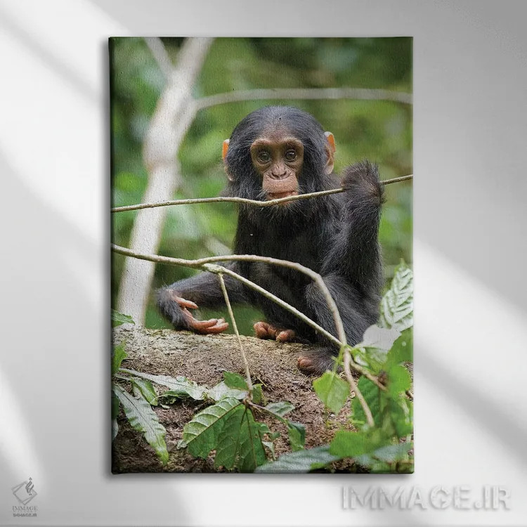 تابلو دکوراتیو Uganda, Kibale National Park. A playful and curious infant… اثر کریستین موشر - نمای روبهرو روی دیوار