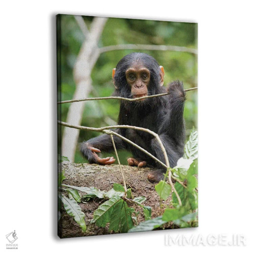 تابلو دکوراتیو Uganda, Kibale National Park. A playful and curious infant… اثر کریستین موشر - نمای پرسپکتیو محصول