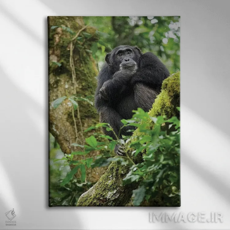 تابلو دکوراتیو Uganda, Kibale National Park. A relaxed female chimpanzee… اثر کریستین موشر - نمای روبهرو روی دیوار