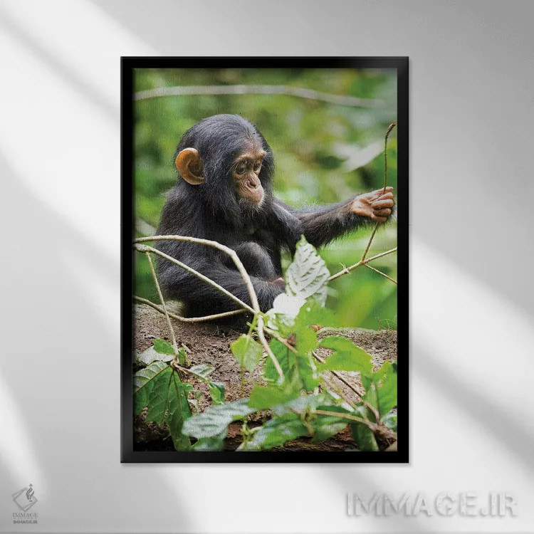 تابلو دکوراتیو Uganda, Kibale National Park. An infant chimpanzee plays w… اثر کریستین موشر - نمای قابدار مشکی