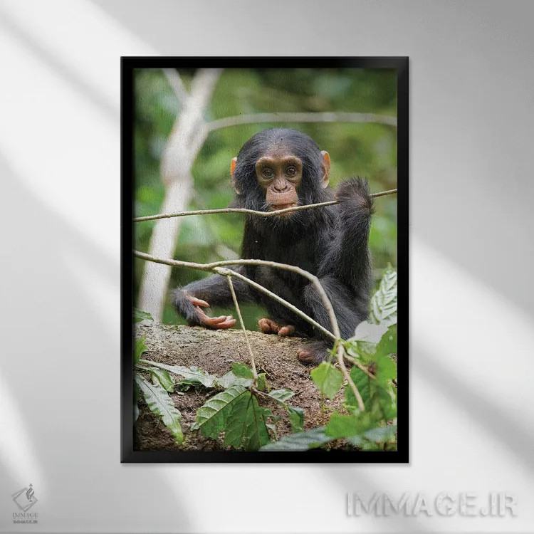 تابلو دکوراتیو Uganda, Kibale National Park. A playful and curious infant… اثر کریستین موشر - نمای قابدار مشکی
