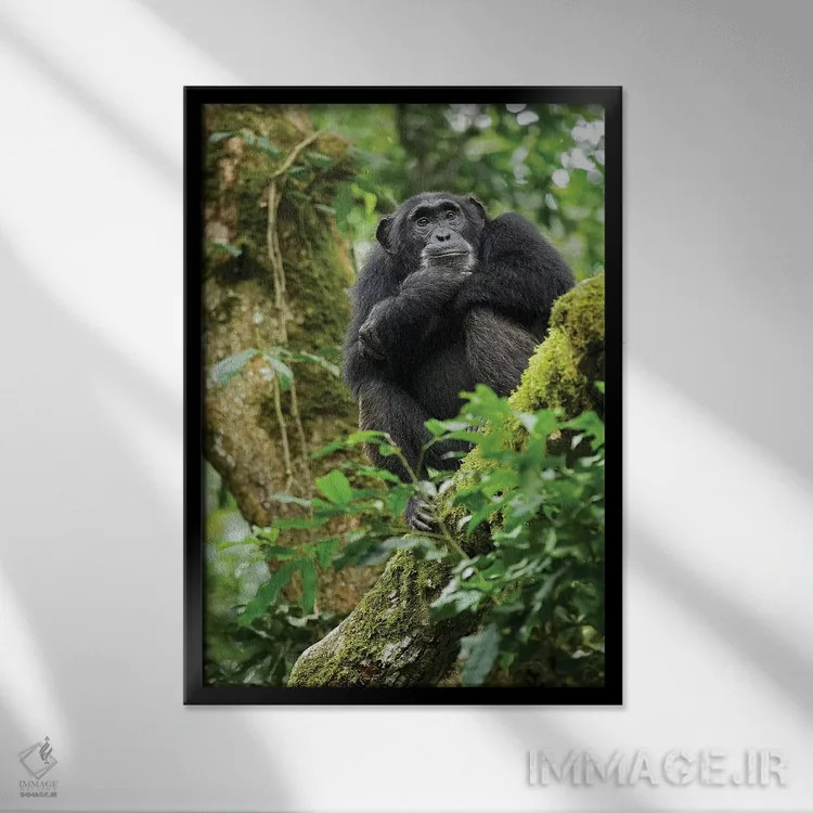 تابلو دکوراتیو Uganda, Kibale National Park. A relaxed female chimpanzee… اثر کریستین موشر - نمای قابدار مشکی