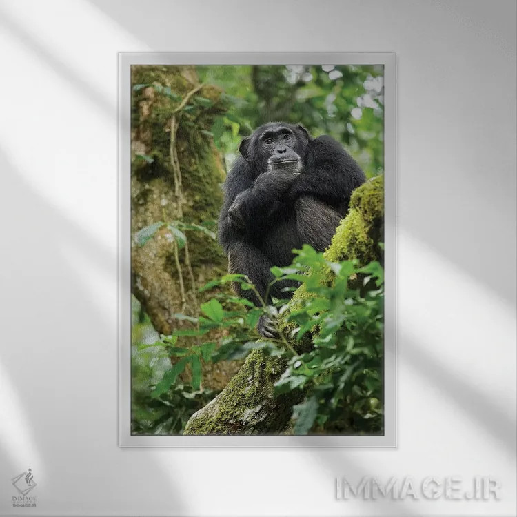 تابلو دکوراتیو Uganda, Kibale National Park. A relaxed female chimpanzee… اثر کریستین موشر - نمای قابدار سفید