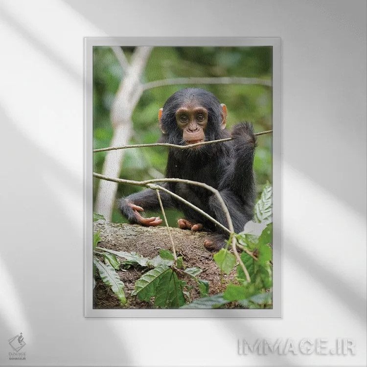 تابلو دکوراتیو Uganda, Kibale National Park. A playful and curious infant… اثر کریستین موشر - نمای قابدار سفید
