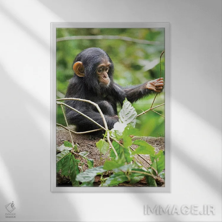 تابلو دکوراتیو Uganda, Kibale National Park. An infant chimpanzee plays w… اثر کریستین موشر - نمای قابدار سفید