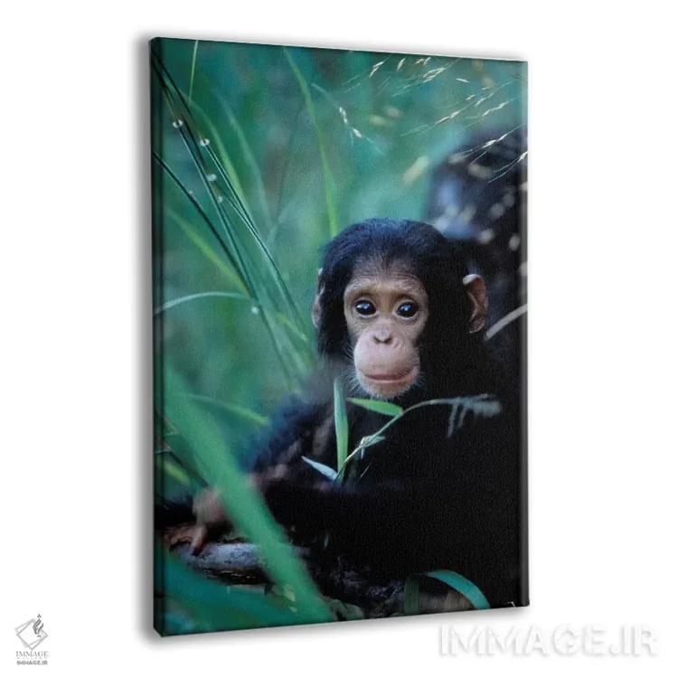 تابلو دکوراتیو Africa, Tanzania, Gombe Np,,شامپانزه های بازیگوش، آفریقا… اثر کریستین موشر - نمای پرسپکتیو محصول