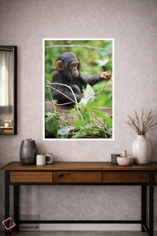 تابلو دکوراتیو Uganda, Kibale National Park. An infant chimpanzee plays w… اثر کریستین موشر - D1W