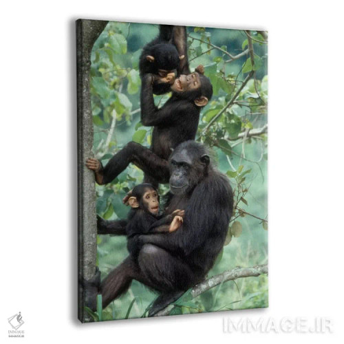 تابلو دکوراتیو Africa, Tanzania, Gombe National Park,شامپانزه های نر جوان… اثر کریستین موشر - نمای پرسپکتیو محصول