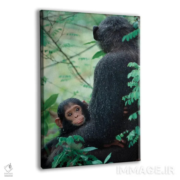 تابلو دکوراتیو Gombe National Park, Tanzania,شامپانزه نوزاد به همراه مادر… اثر کریستین موشر - نمای پرسپکتیو محصول