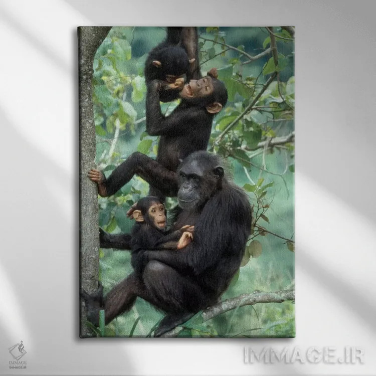 تابلو دکوراتیو Africa, Tanzania, Gombe National Park,شامپانزه های نر جوان… اثر کریستین موشر - نمای روبهرو روی دیوار