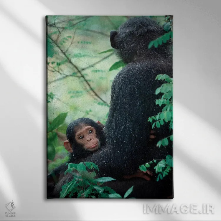 تابلو دکوراتیو Gombe National Park, Tanzania,شامپانزه نوزاد به همراه مادر… اثر کریستین موشر - نمای روبهرو روی دیوار