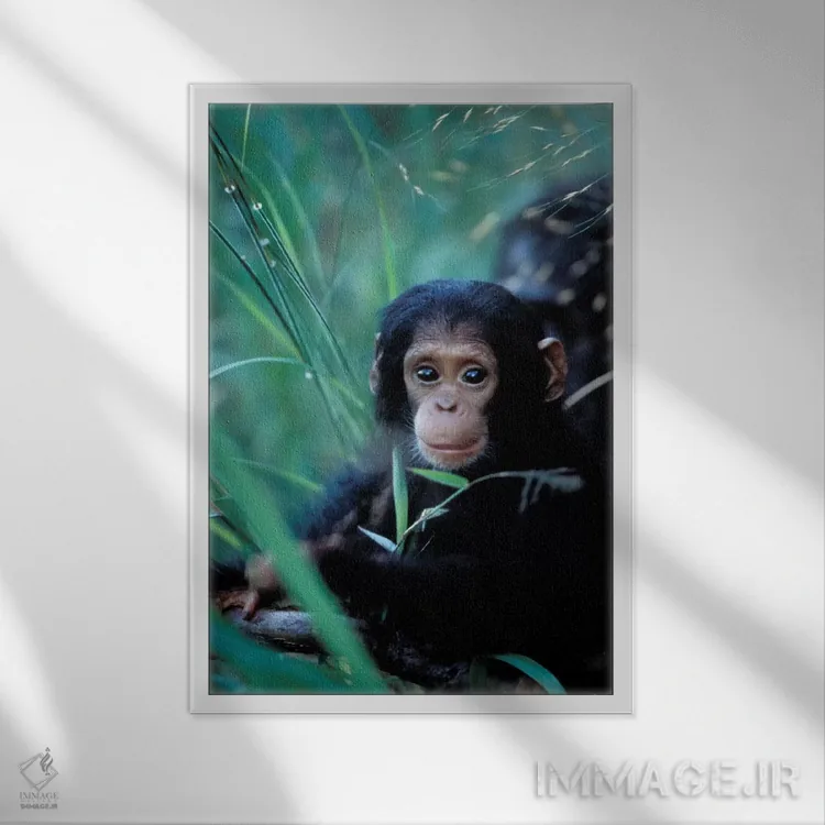 تابلو دکوراتیو Africa, Tanzania, Gombe Np,,شامپانزه های بازیگوش، آفریقا… اثر کریستین موشر - نمای قابدار سفید