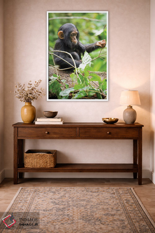 تابلو دکوراتیو Uganda, Kibale National Park. An infant chimpanzee plays w… اثر کریستین موشر - D2W