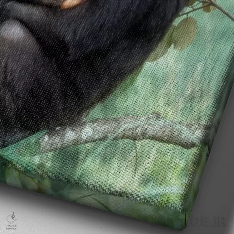 تابلو دکوراتیو Africa, Tanzania, Gombe National Park,شامپانزه های نر جوان… اثر کریستین موشر - نمای نزدیک بافت بوم