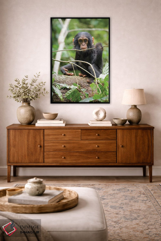 تابلو دکوراتیو Uganda, Kibale National Park. A playful and curious infant… اثر کریستین موشر - D5B