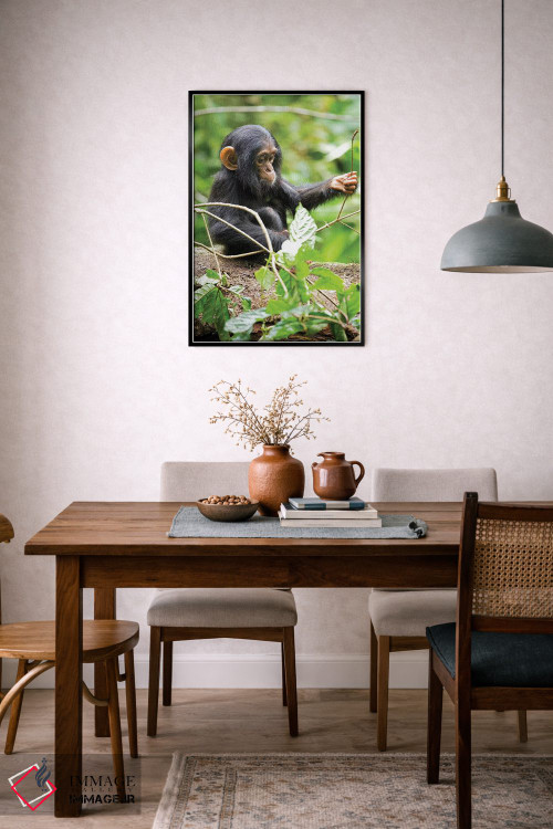 تابلو دکوراتیو Uganda, Kibale National Park. An infant chimpanzee plays w… اثر کریستین موشر - D6B