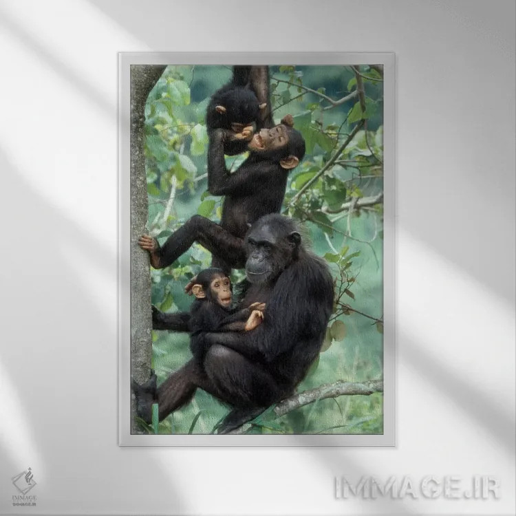 تابلو دکوراتیو Africa, Tanzania, Gombe National Park,شامپانزه های نر جوان… اثر کریستین موشر - نمای قابدار سفید