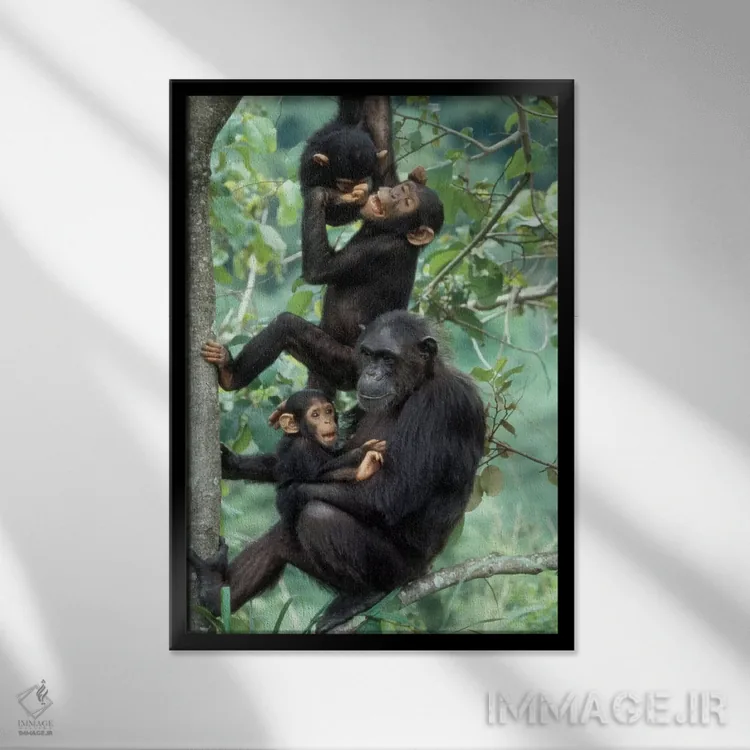 تابلو دکوراتیو Africa, Tanzania, Gombe National Park,شامپانزه های نر جوان… اثر کریستین موشر - نمای قابدار مشکی