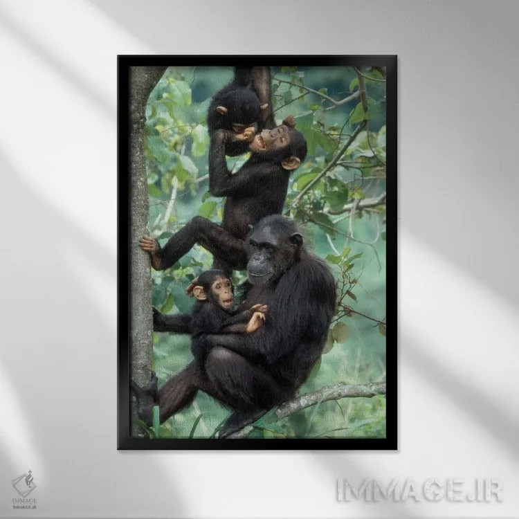 تابلو دکوراتیو Africa, Tanzania, Gombe National Park,شامپانزه های نر جوان… اثر کریستین موشر - نمای قابدار مشکی