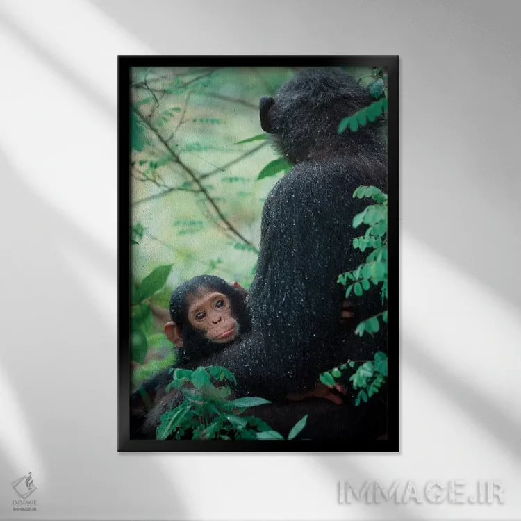 تابلو دکوراتیو Gombe National Park, Tanzania,شامپانزه نوزاد به همراه مادر… اثر کریستین موشر - نمای قابدار مشکی