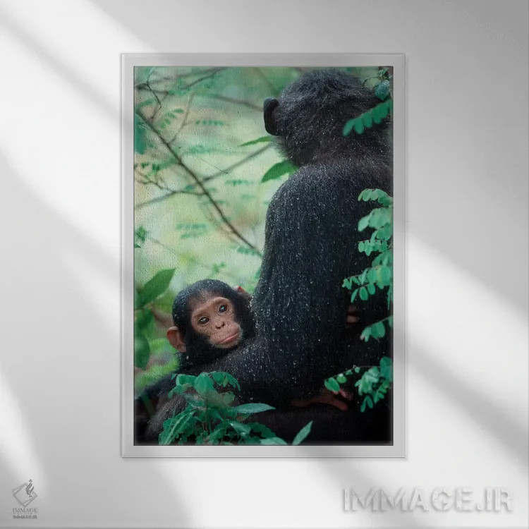تابلو دکوراتیو Gombe National Park, Tanzania,شامپانزه نوزاد به همراه مادر… اثر کریستین موشر - نمای قابدار سفید