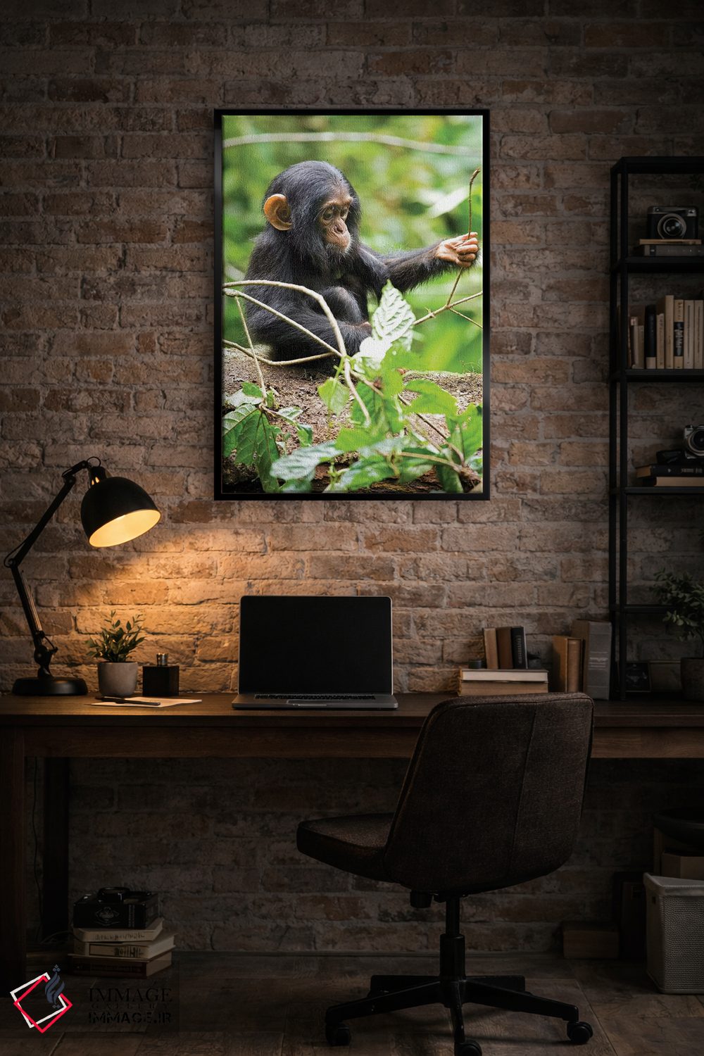 تابلو دکوراتیو Uganda, Kibale National Park. An infant chimpanzee plays w… اثر کریستین موشر - D5B