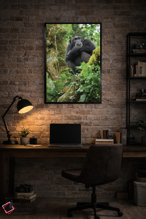 تابلو دکوراتیو Uganda, Kibale National Park. A relaxed female chimpanzee… اثر کریستین موشر - D5B