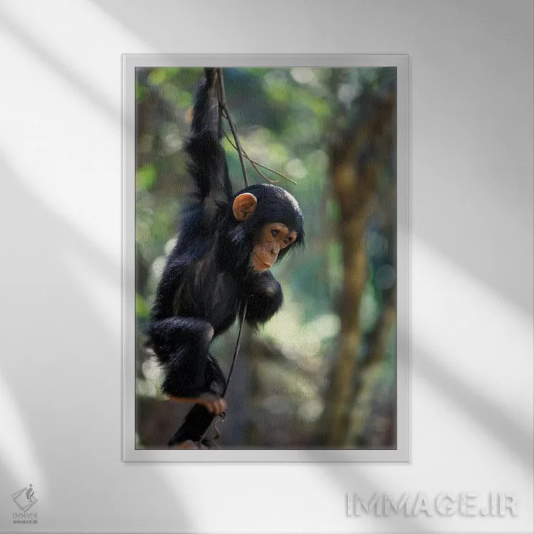 تابلو دکوراتیو Gombe National Park, Tanzania,شامپانزه نر جوان، پارک ملی گ… اثر کریستین موشر - نمای قابدار سفید