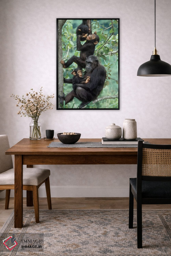 تابلو دکوراتیو Africa, Tanzania, Gombe National Park,شامپانزه های نر جوان… اثر کریستین موشر - D6B