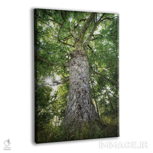 تابلو دکوراتیو بلوط کهن اثر ماتیوژ پی سیاک - نمای پرسپکتیو محصول