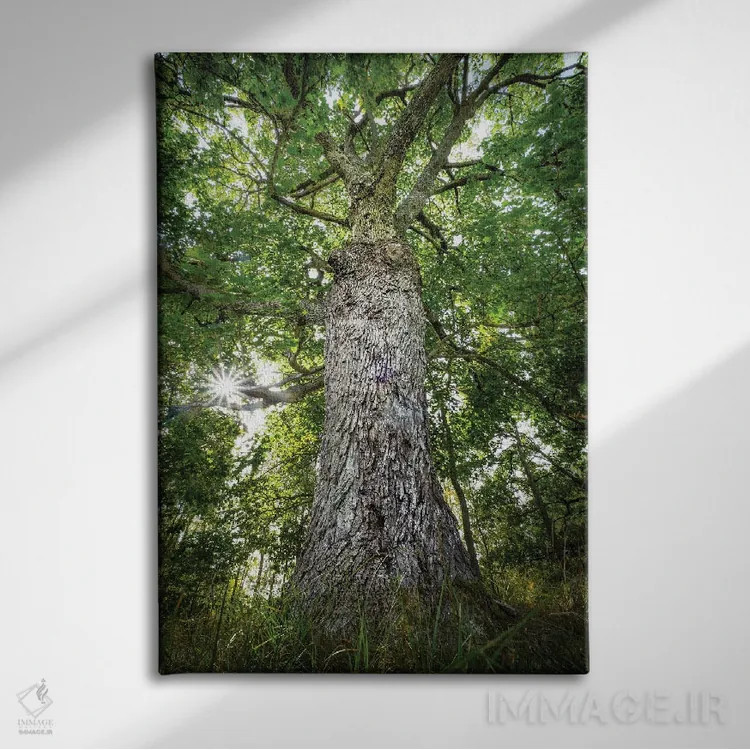 تابلو دکوراتیو بلوط کهن اثر ماتیوژ پی سیاک - نمای روبهرو روی دیوار