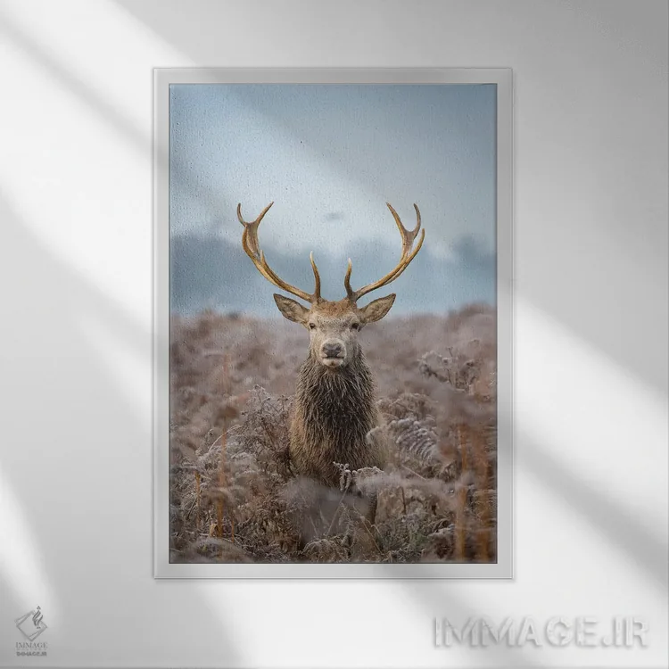 تابلو دکوراتیو سر جلویی کشتی اثر مکس الیس - نمای قابدار سفید