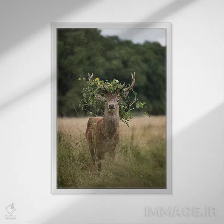 تابلو دکوراتیو تاج تابستانی اثر مکس الیس - نمای قابدار سفید