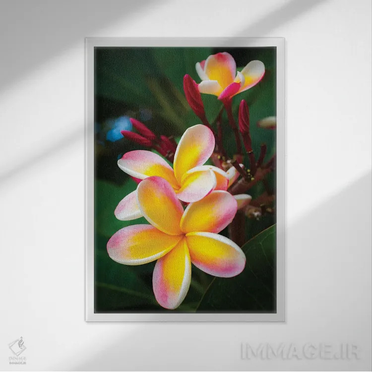 تابلو دکوراتیو صورتی اثر شین مایرز - نمای قابدار سفید