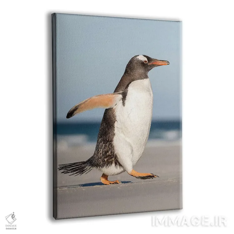 تابلو دکوراتیو پنگوئن جنتو در جزایر فالکلند، در حال رژه به سمت کلونی هنگام… اثر مارتین زویک - نمای پرسپکتیو محصول
