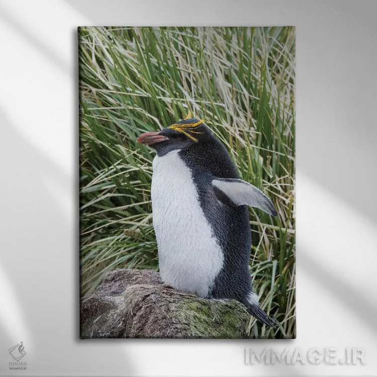 تابلو دکوراتیو پنگوئن ماکارونی ایستاده در کلونی، میان علفزارهای متراکم توس… اثر مارتین زویک - نمای روبهرو روی دیوار