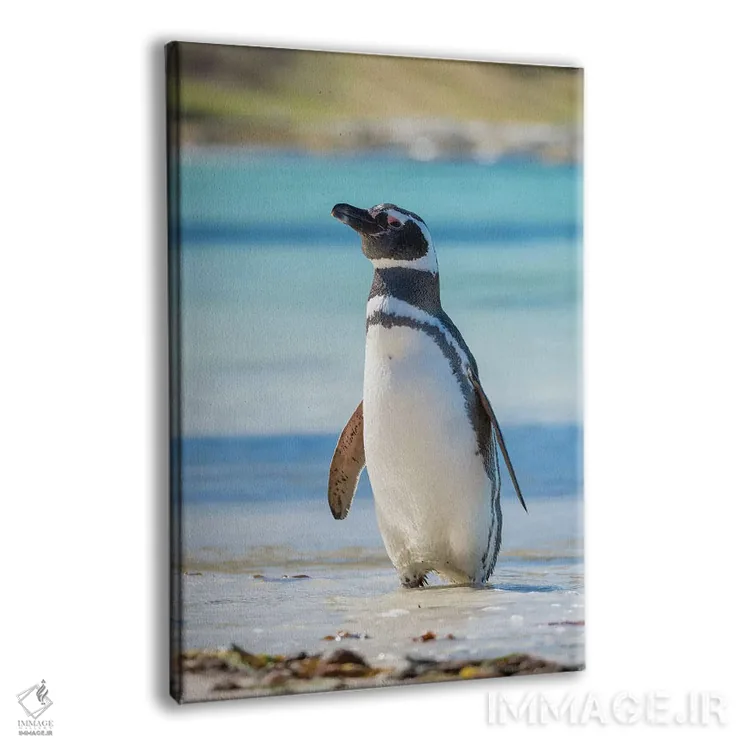 تابلو دکوراتیو Falkland Islands,پنگوئن ماژلانیک در ساحل، جزایر فالکلند اثر مارتین زویک - نمای پرسپکتیو محصول