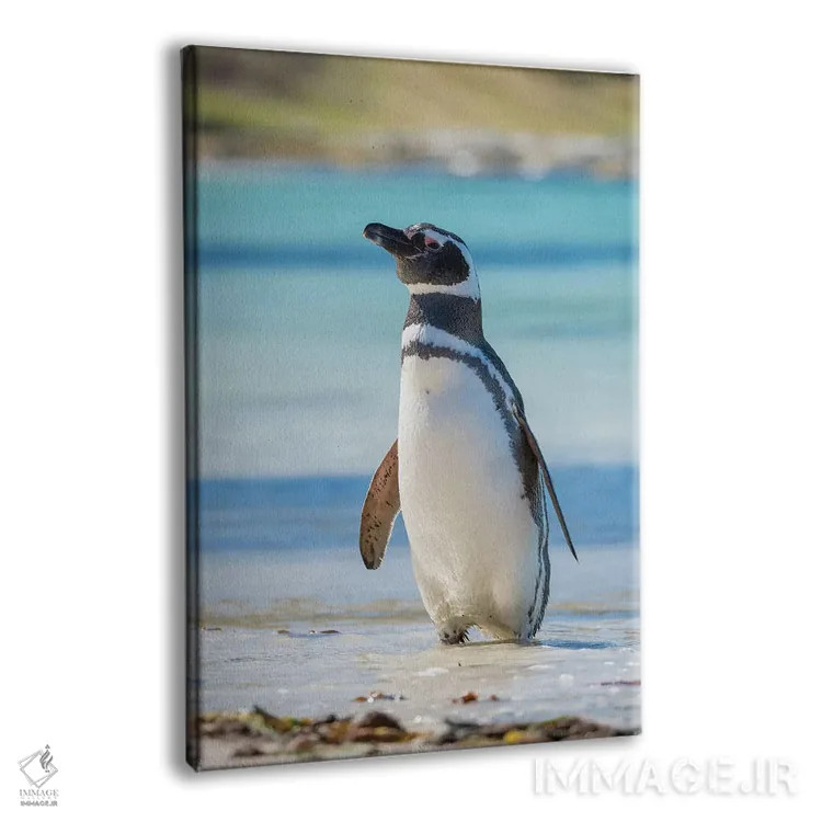 تابلو دکوراتیو Falkland Islands,پنگوئن ماژلانیک در ساحل، جزایر فالکلند اثر مارتین زویک - نمای پرسپکتیو محصول