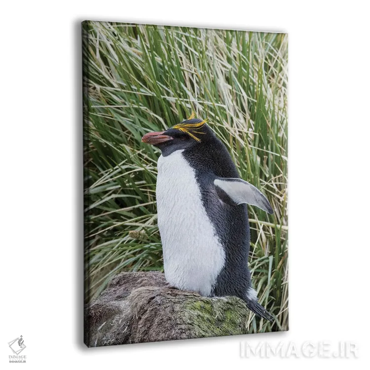 تابلو دکوراتیو پنگوئن ماکارونی ایستاده در کلونی، میان علفزارهای متراکم توس… اثر مارتین زویک - نمای پرسپکتیو محصول