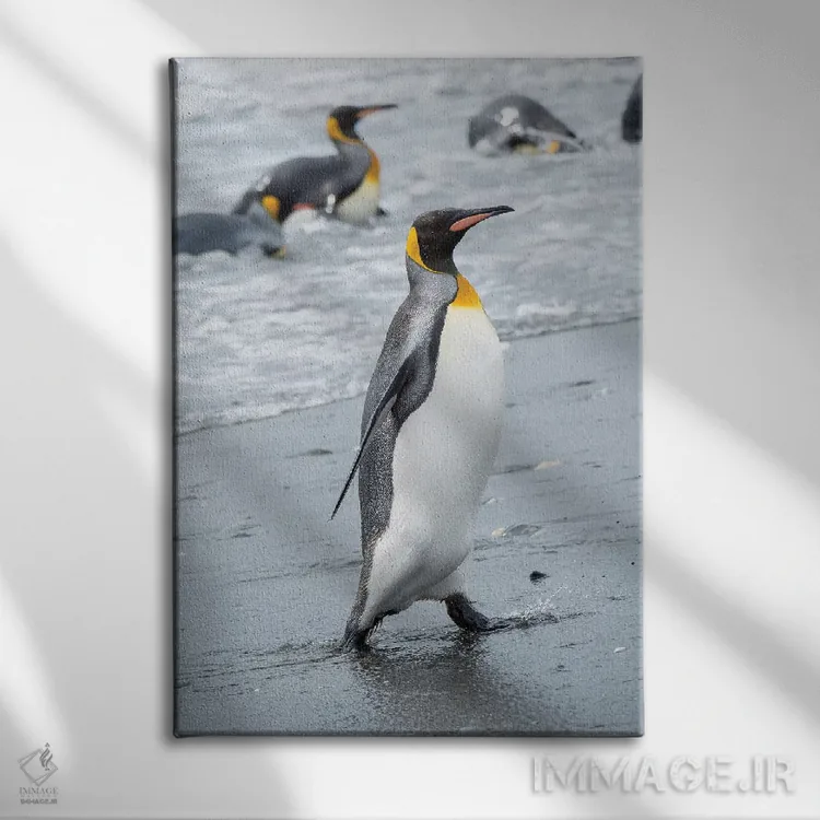 تابلو دکوراتیو کلونی پنگوئن شاه در دشت سالزبری، خلیج جزایر، جزیره جورجیای… اثر مارتین زویک - نمای روبهرو روی دیوار